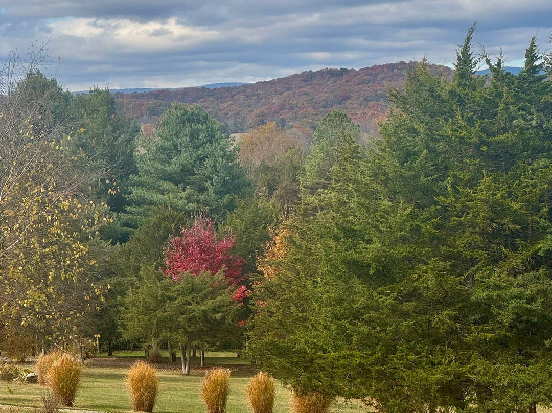 Wolf Gap Vineyard &  Winery-Edinburg必去景点