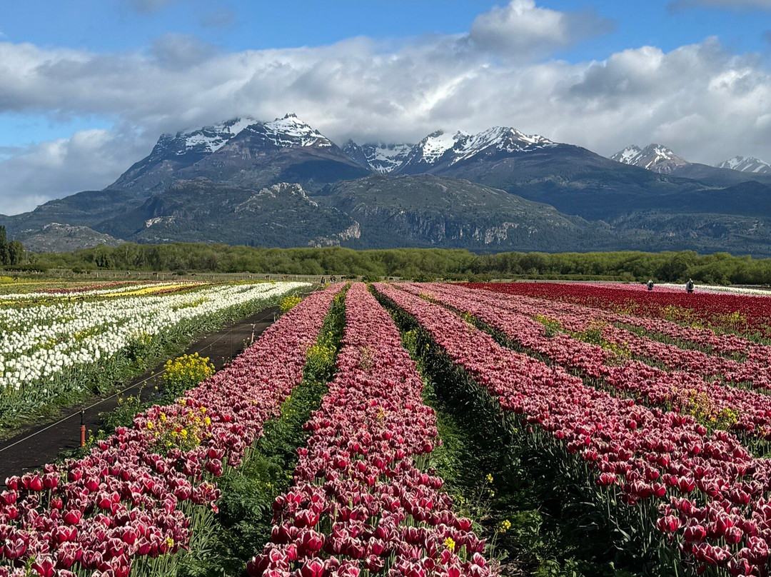 Campo De Tulipanes-Trevelin必去景点