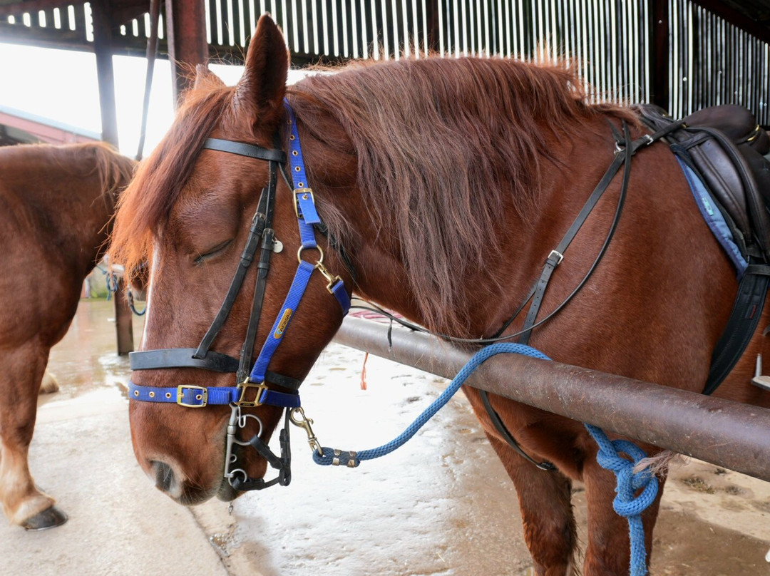 Cumbrian Heavy Horses-Millom必去景点