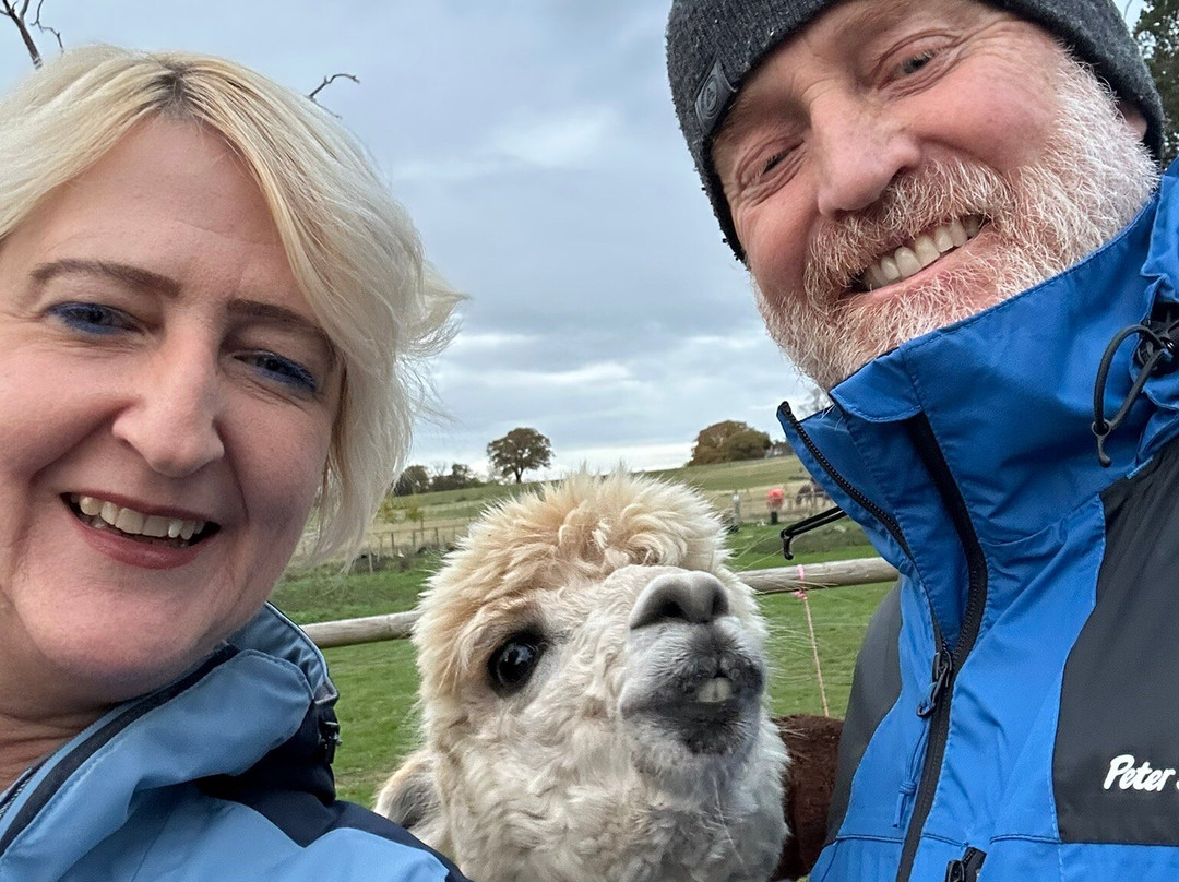 London Alpacas-Epping必去景点