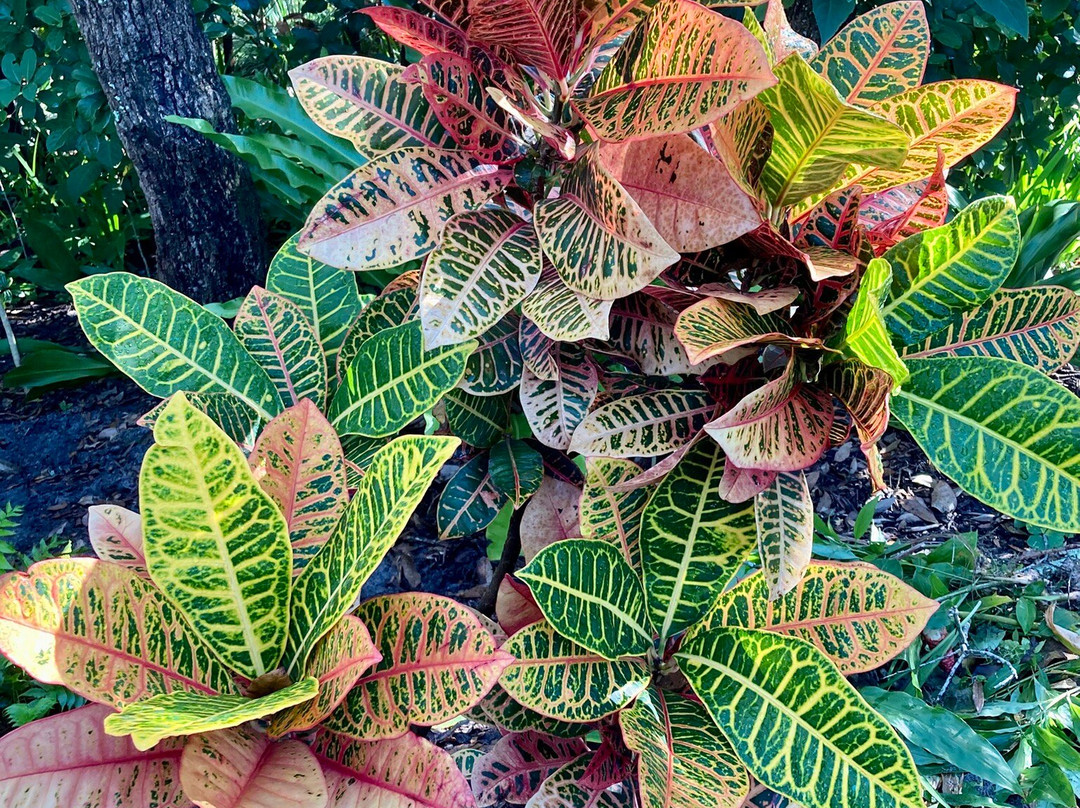 Nature Coast Botanical Gardens & Nursery-Spring Hill必去景点