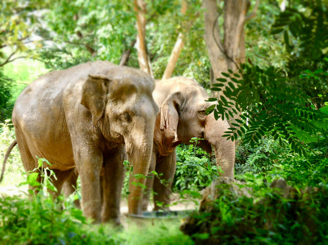 Somboon Legacy Foundation-Klon Do必去景点