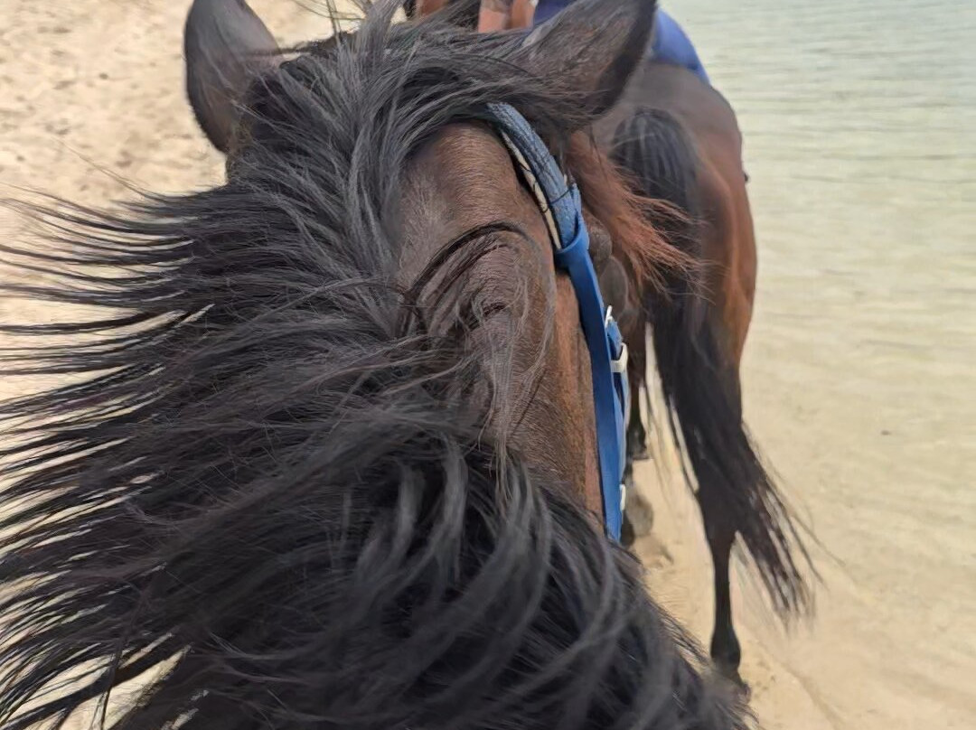 Haras Du Morne-莫纳山必去景点