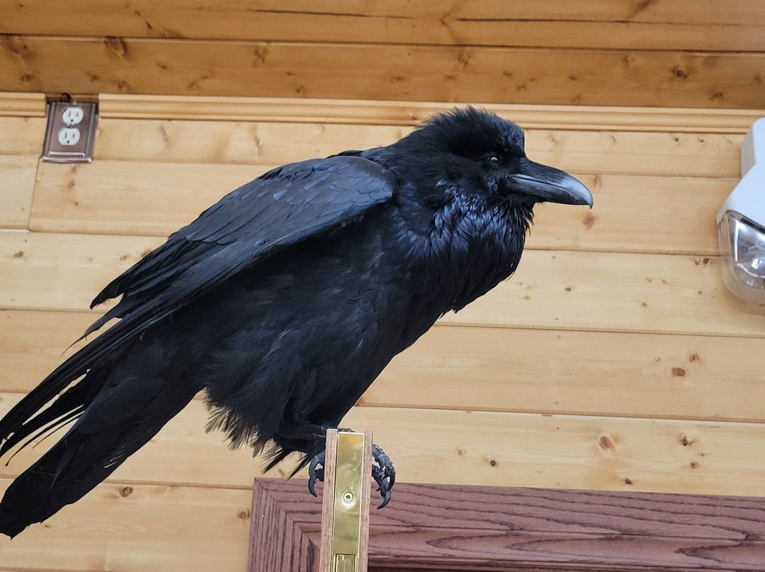 Nature's North Wildlife Gallery-黄刀镇必去景点