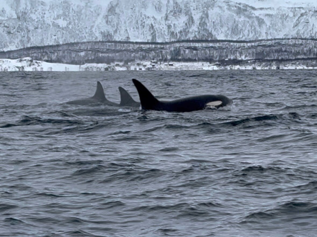 Explore 70 Degrees-Skjervoy必去景点