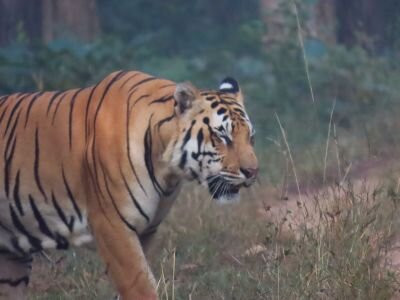 Nagzira Tigar Resort主图