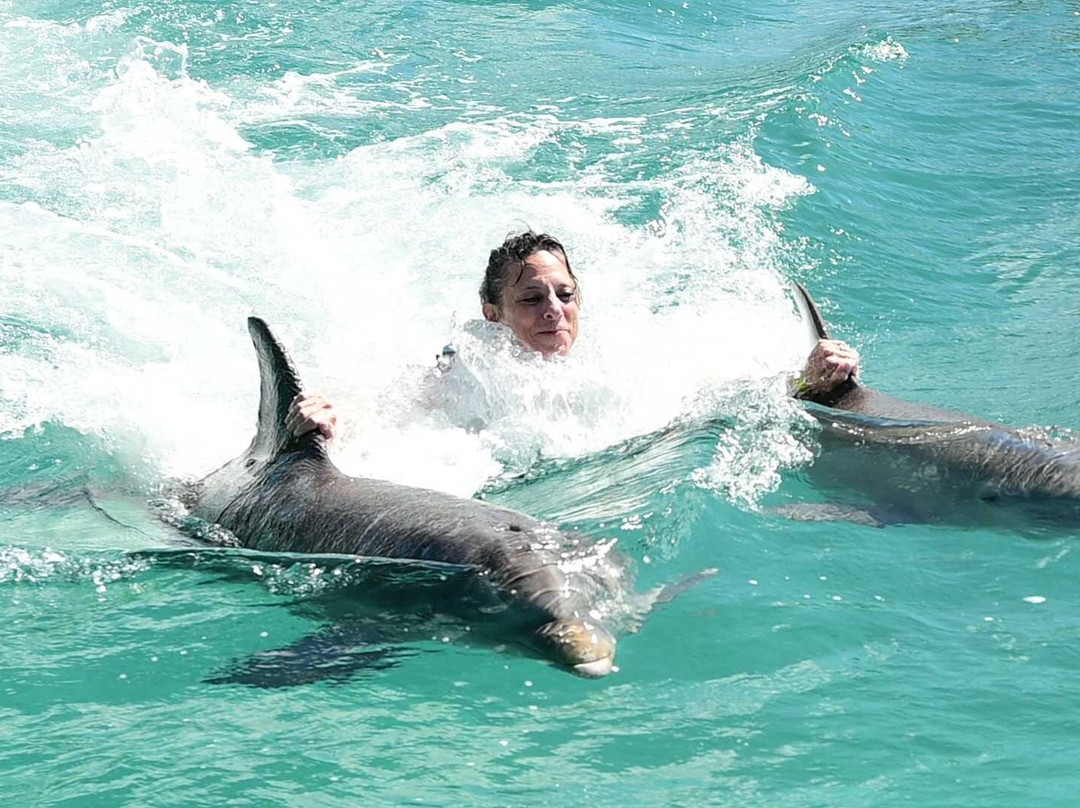 Dolphin Discovery Grand Cayman-西湾必去景点