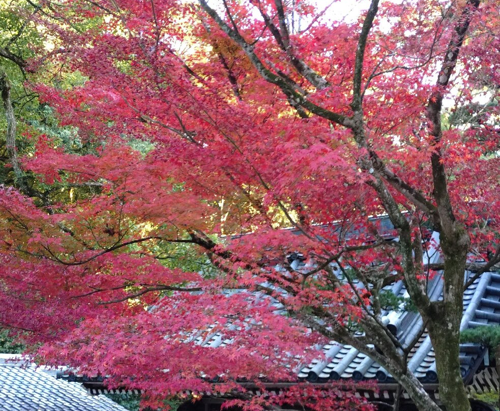 Kiyoshikojin Seichoji-宝冢市必去景点