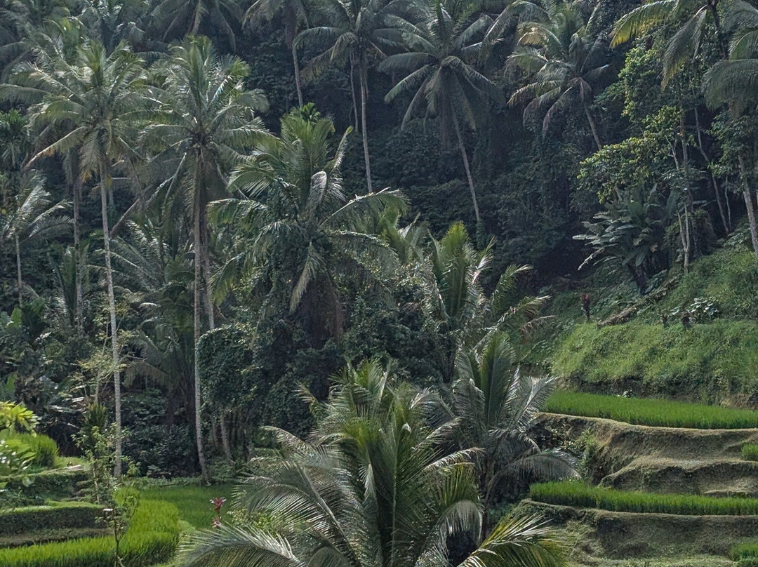 Bali Qhiu Holiday-登巴萨必去景点