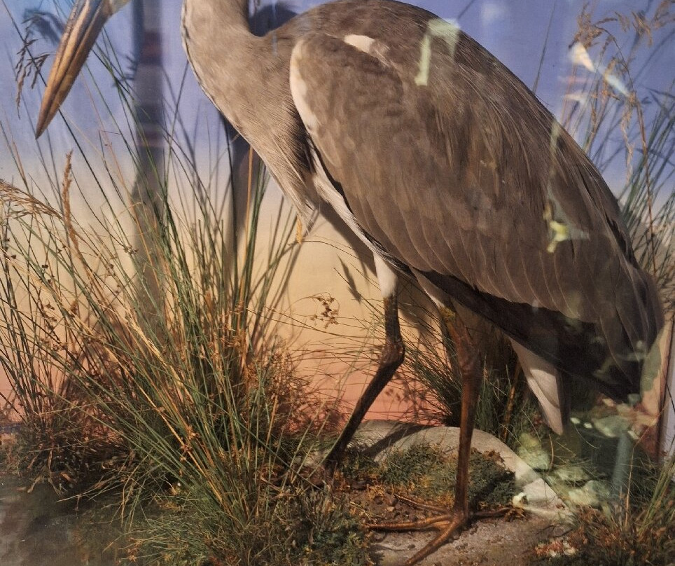 West Highland Museum-威廉堡必去景点