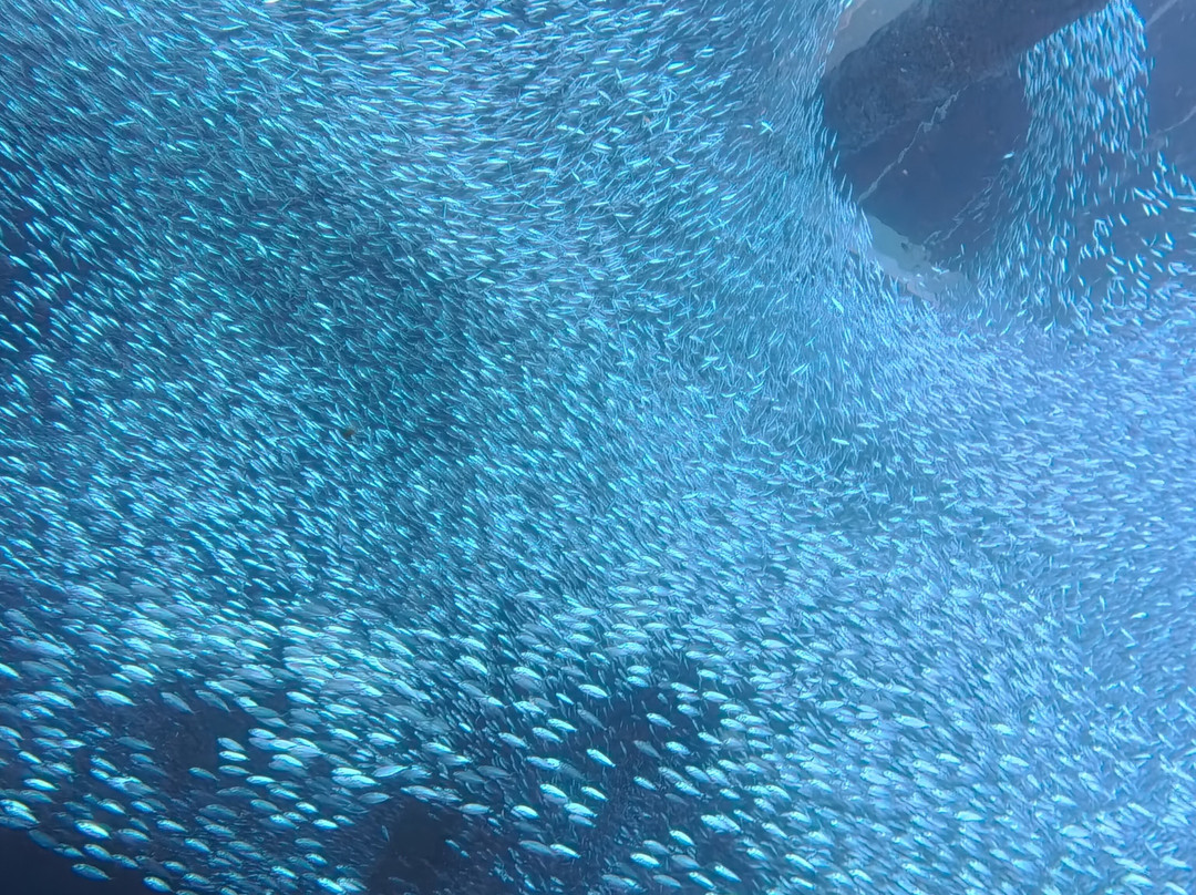 Gorilla Chop-本部町必去景点