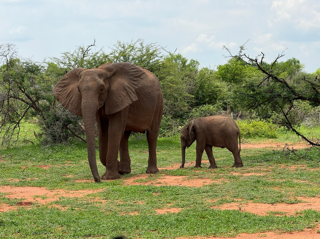 MoAfrika Tours-约翰内斯堡必去景点
