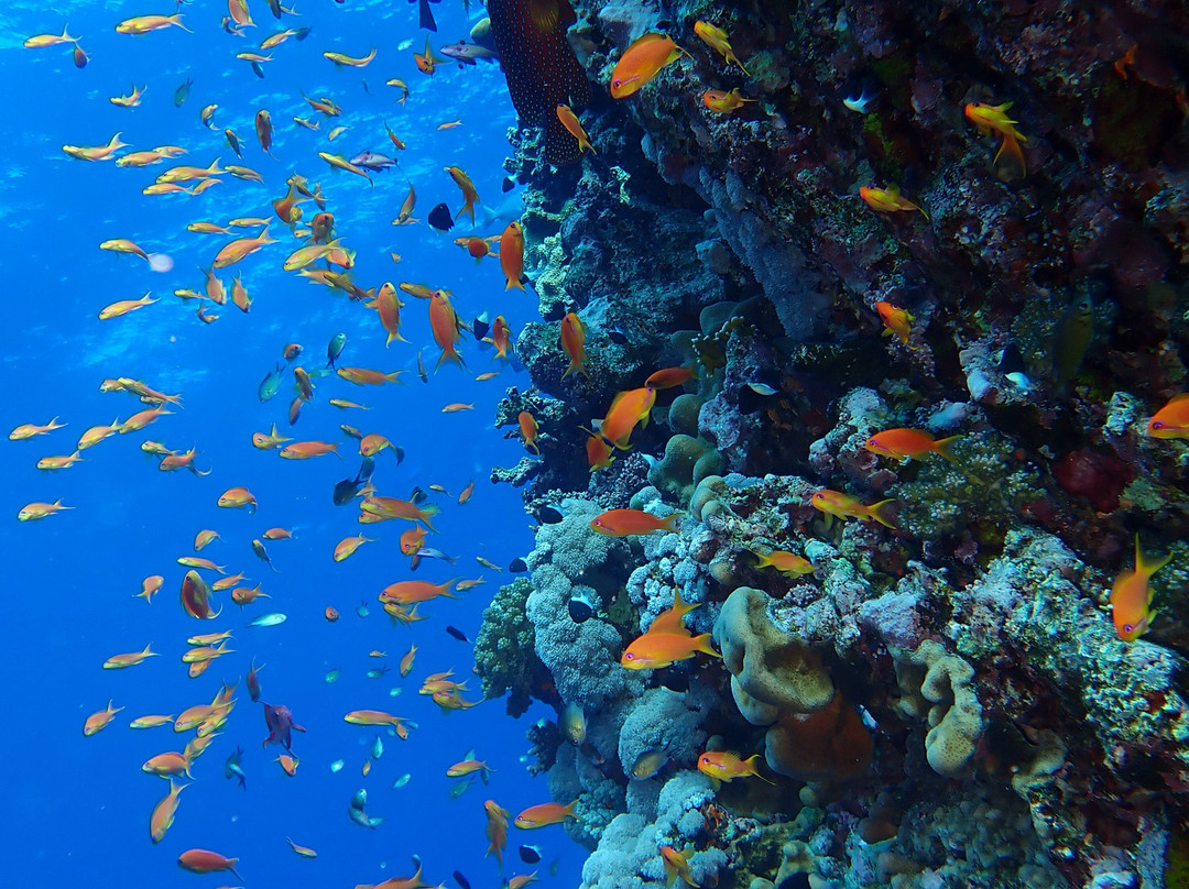 Atlantik Diving Center-艾尔可西利亚必去景点