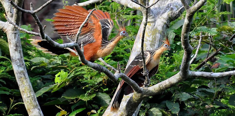 Amazon Discovery-伊基托斯必去景点