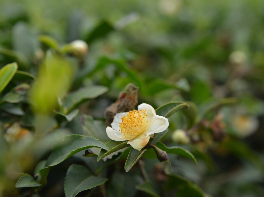 Nilado Green tea plantation-连科兰必去景点