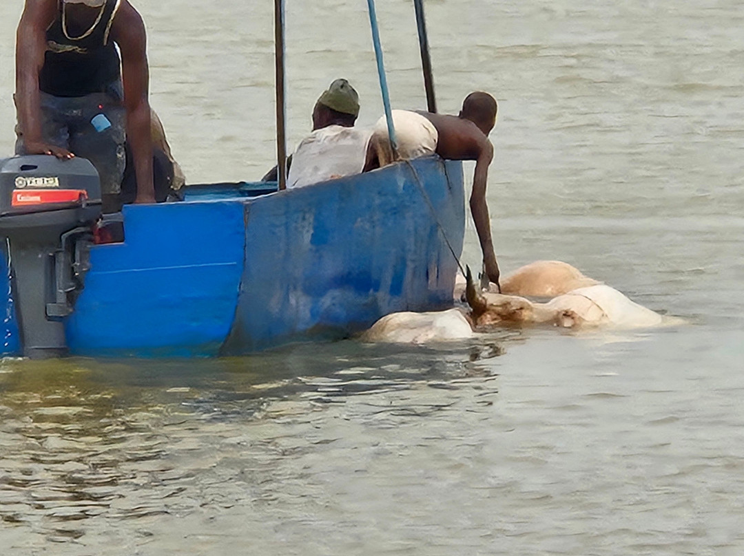 Smiley, Your Eco-Nature Guide in Kuntaur Gambia-Kuntaur必去景点