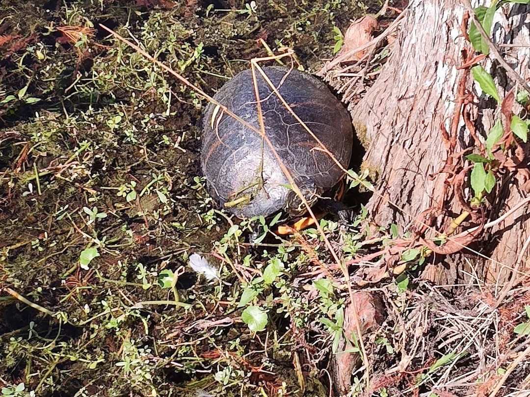 Orlando Wetlands-Christmas必去景点