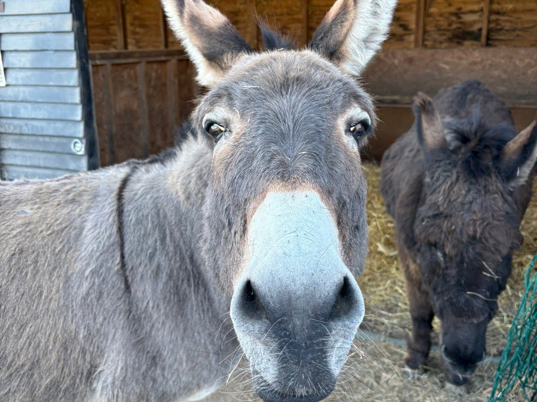 Hayling Island Donkey Sanctuary-海灵岛必去景点
