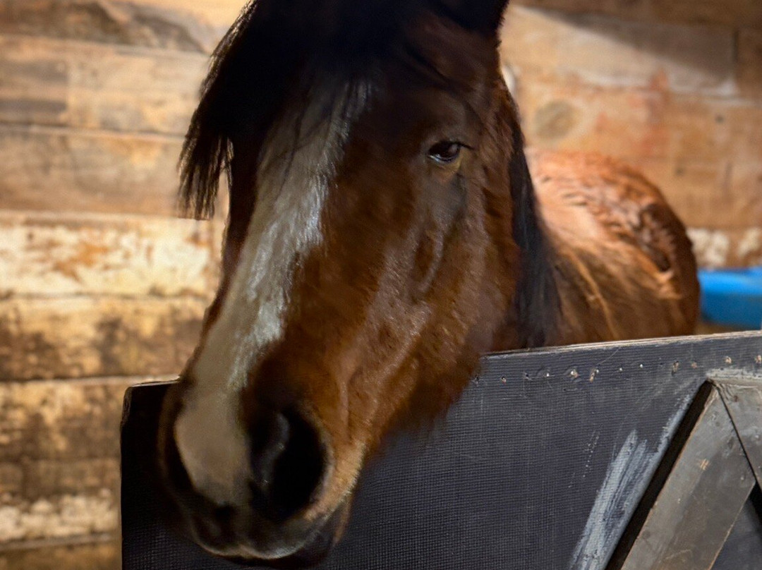 Tromsø Lyngshest-特罗姆瑟必去景点