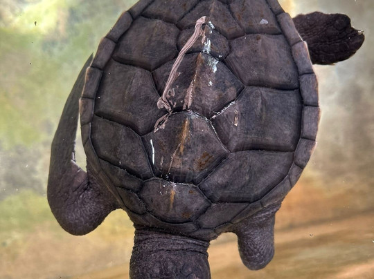 Tuktuk Ceylon Safaris-卡卢特勒必去景点