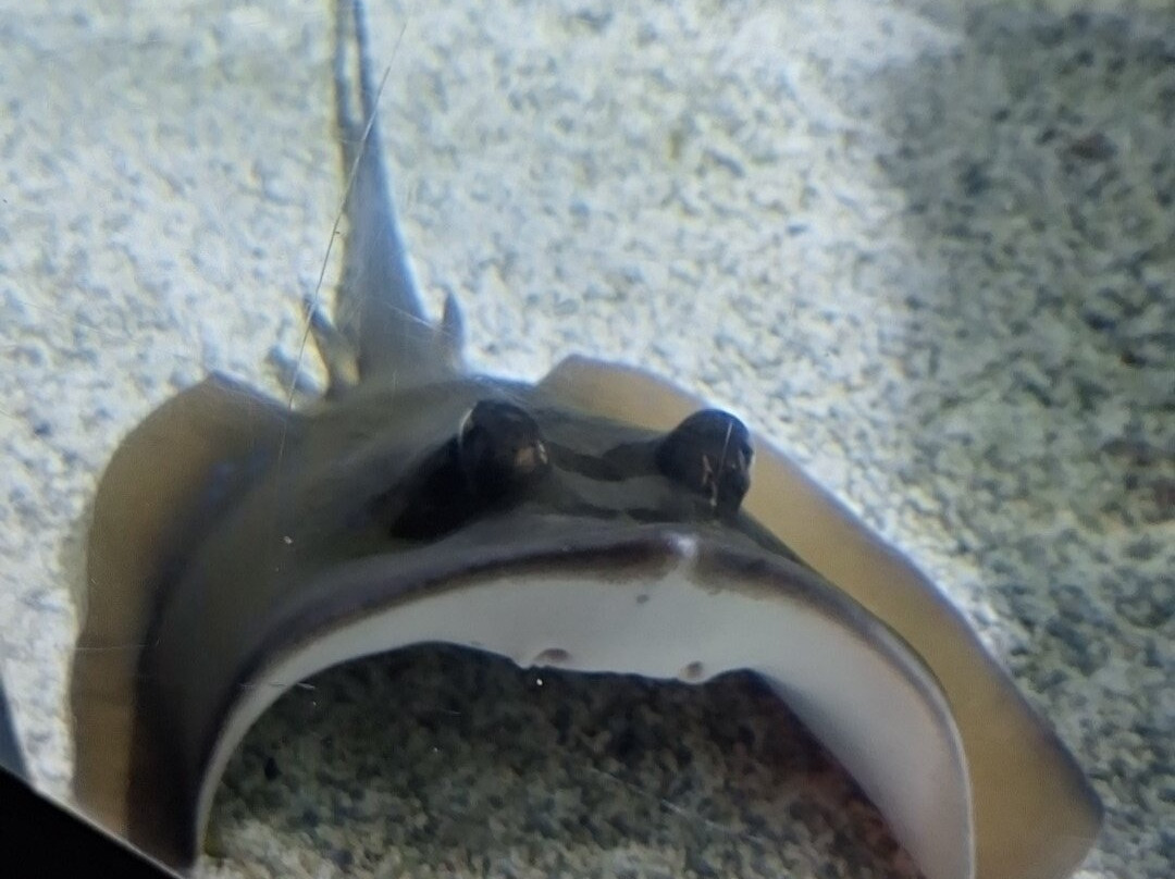 Aquarium La Rochelle-拉罗谢尔必去景点