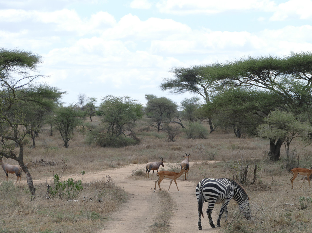 Zara Tanzania Adventures-莫西必去景点