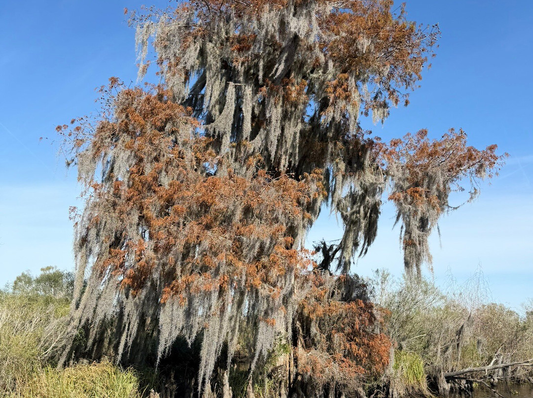 New Orleans Airboat Tours-Marrero必去景点