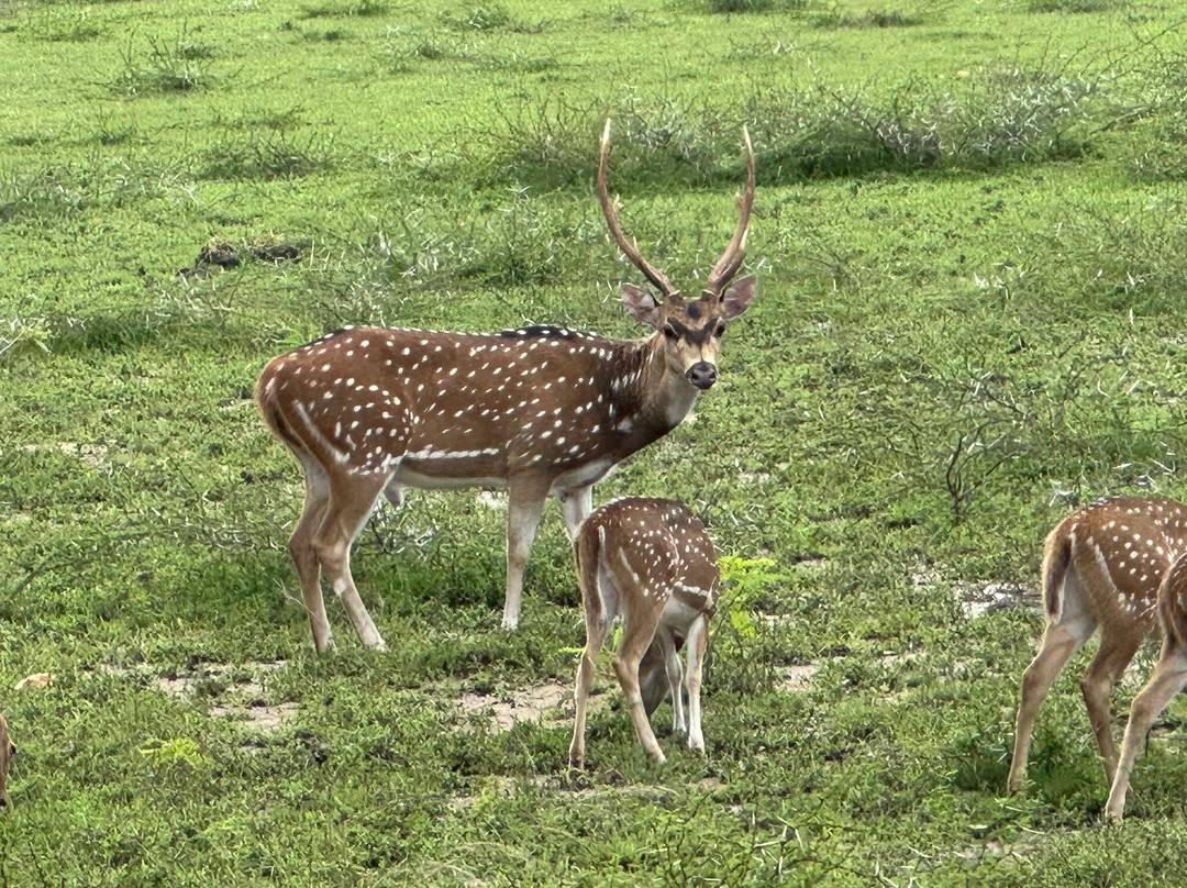 Wilpattu Safari Jeep-Wilpattu National Park必去景点