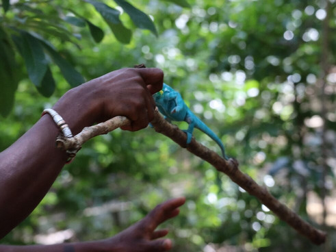 Black Lemur Sanctuary-Nosy Komba必去景点