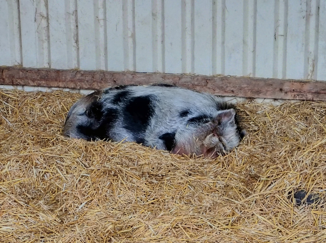 Thrift Farm-Whaddon必去景点