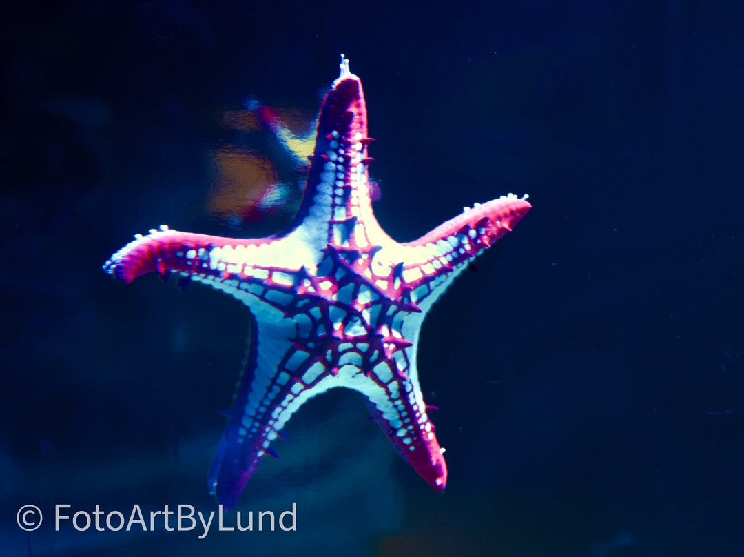 Poema Del Mar-大加那利岛拉斯帕尔马斯必去景点