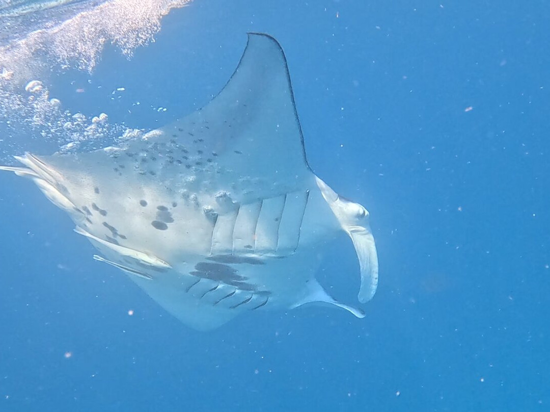 Dive Academy Fiji-Waiyevo必去景点