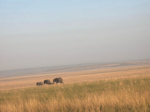 Syvet Safaris-内罗毕必去景点