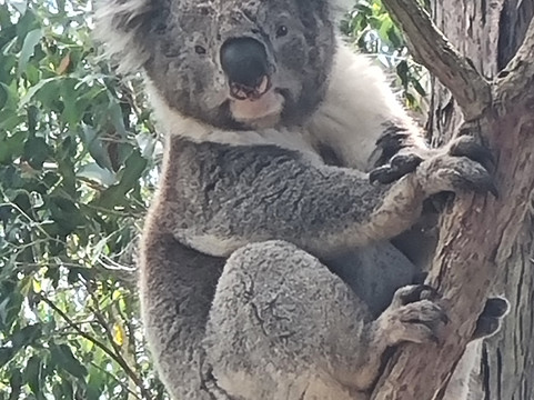 TOURS AROUND MELBOURNE-墨尔本必去景点