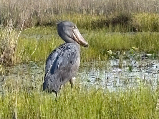 Shoebill Uganda Tours-恩德培必去景点