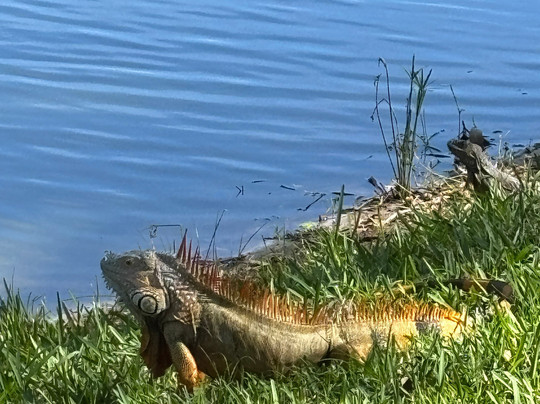 Club Wyndham Palm-Aire主图