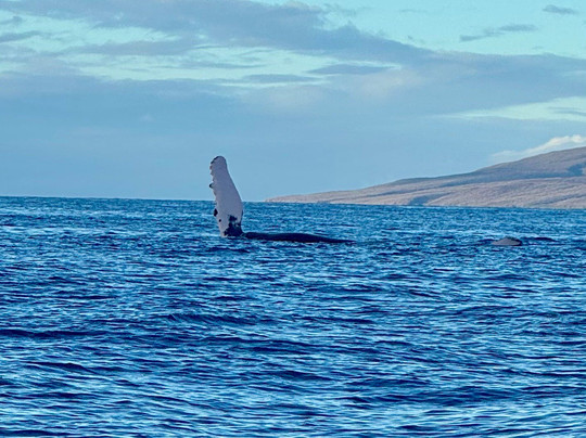 Alii Nui Maui - Sailing Charters-基黑必去景点