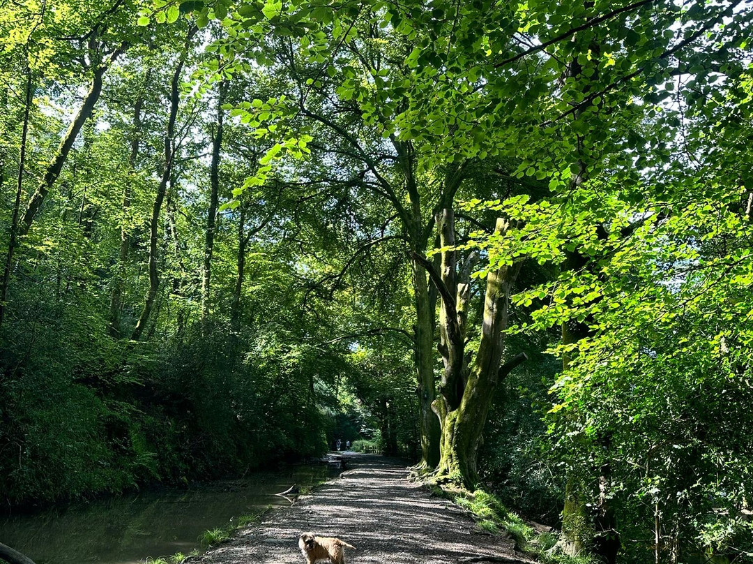 Plymbridge Woods-普利茅斯必去景点