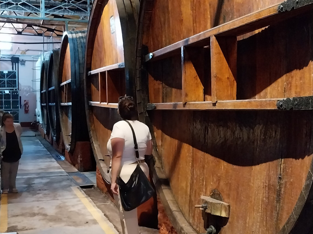 Bodega Alfredo Roca-圣拉斐尔必去景点
