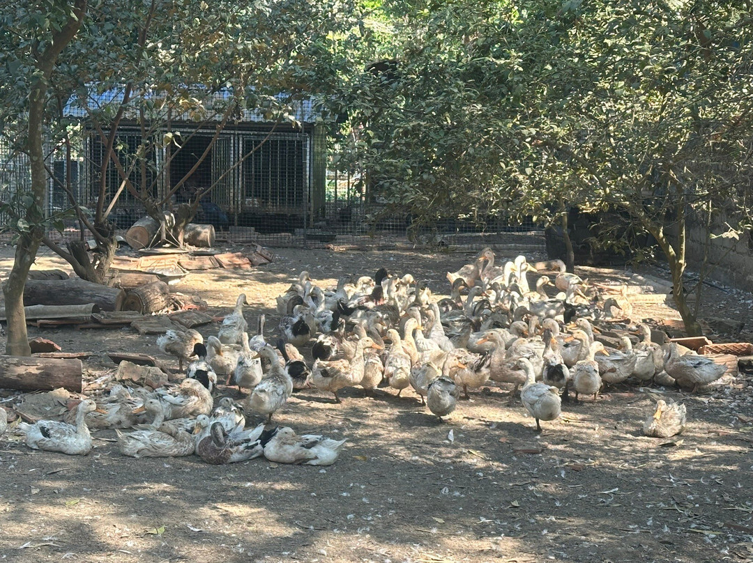 Hoa Cuong cave-Gia Luan必去景点