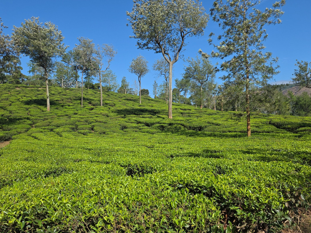 Kochi Taxi-柯钦必去景点