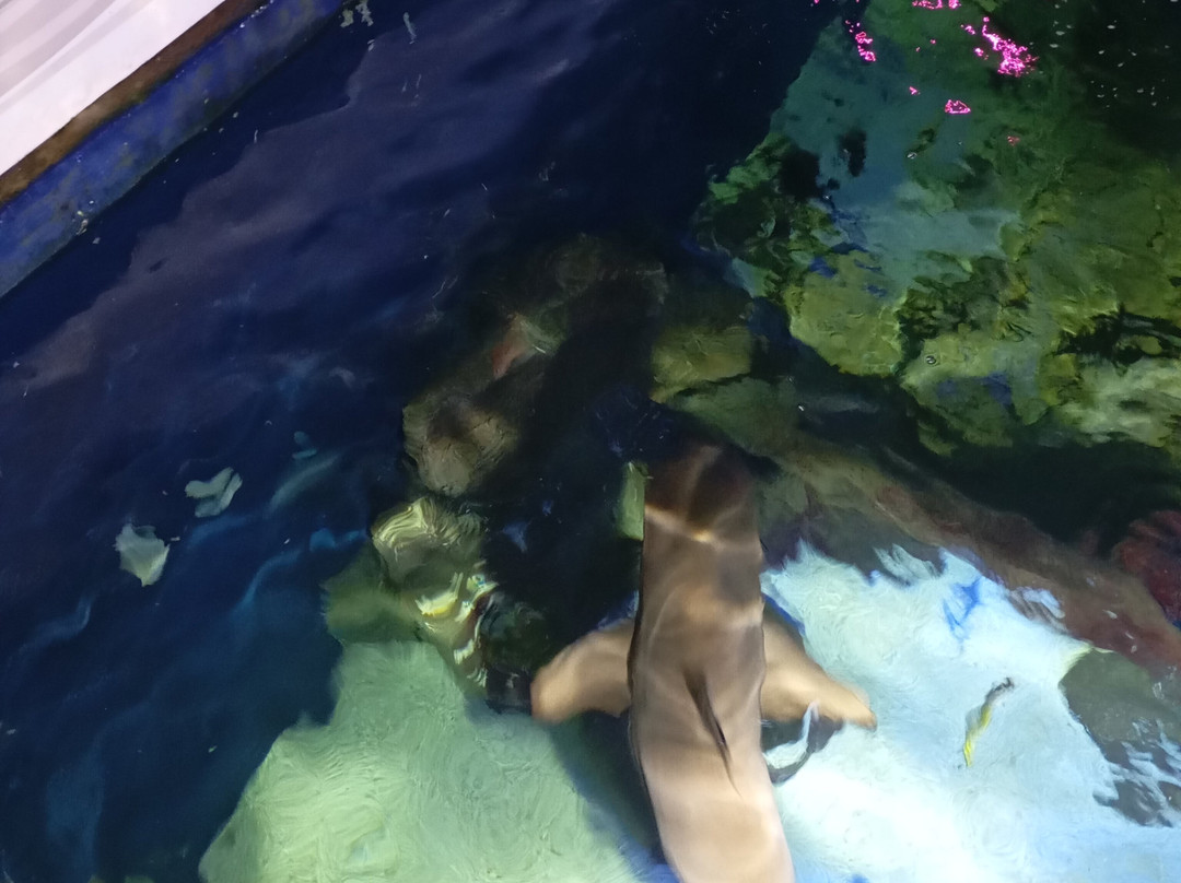 Sea Life Scarborough-斯卡伯勒必去景点