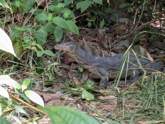 Khao Sok Travel-万打坤必去景点