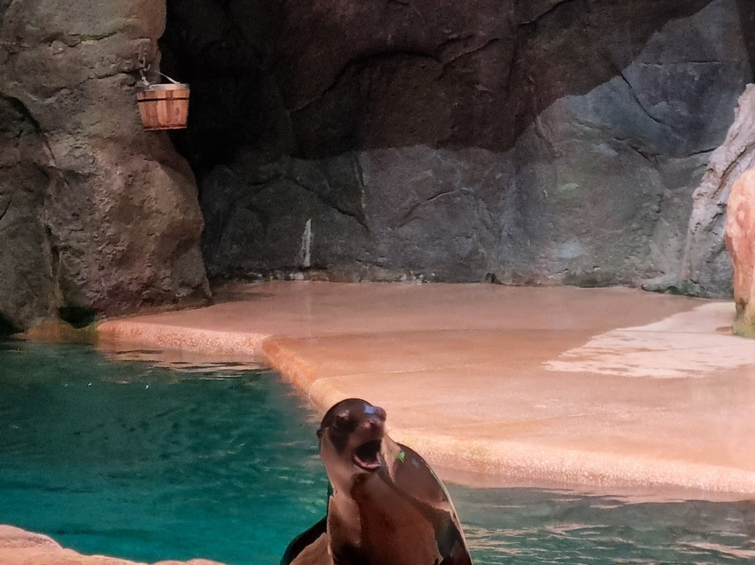 SeaWorld Yas Island Abu Dhabi-阿布扎比必去景点