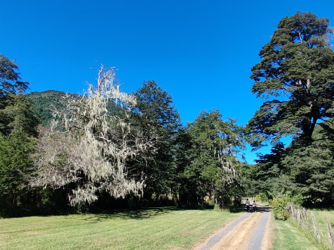 Laguna Llancalil-普孔必去景点