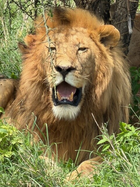 Thomson Safaris-塞伦盖蒂国家公园必去景点