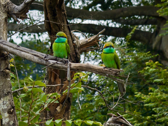 Niluka Safari-乌达瓦拉瓦必去景点