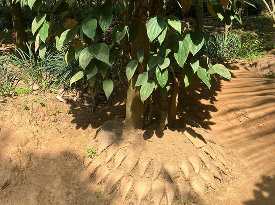 Kandy Spice Walk-康提必去景点