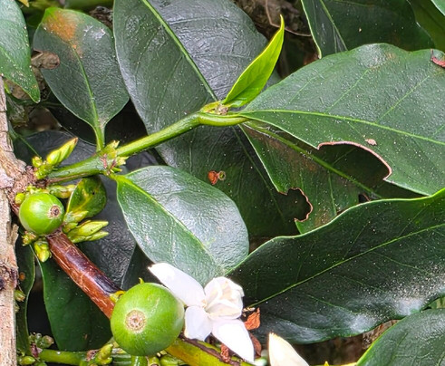 Tour cafetero los Correa-Jardin必去景点