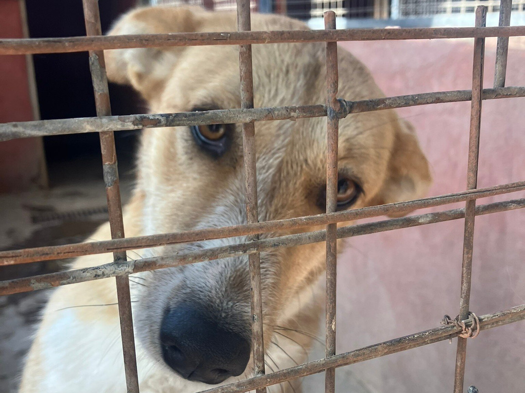 ACE - Animal Care in Egypt-卢克索必去景点